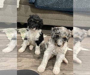 Bernedoodle Puppy for sale in ZEELAND, MI, USA