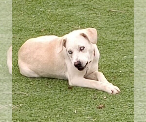Medium Photo #3 Labrador Retriever-Unknown Mix Puppy For Sale in Vail, AZ, USA