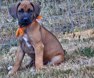 Rhodesian Ridgeback Puppy for sale in STANWOOD, WA, USA