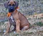 Small Rhodesian Ridgeback