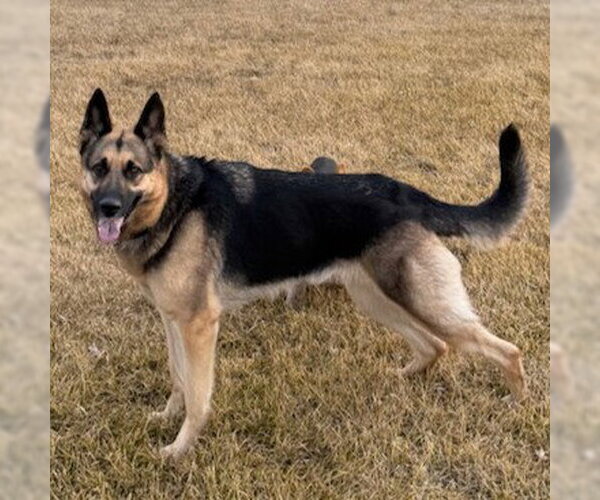 Medium Photo #2 German Shepherd Dog Puppy For Sale in Fargo, ND, USA