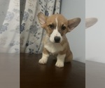 Small #27 Pembroke Welsh Corgi