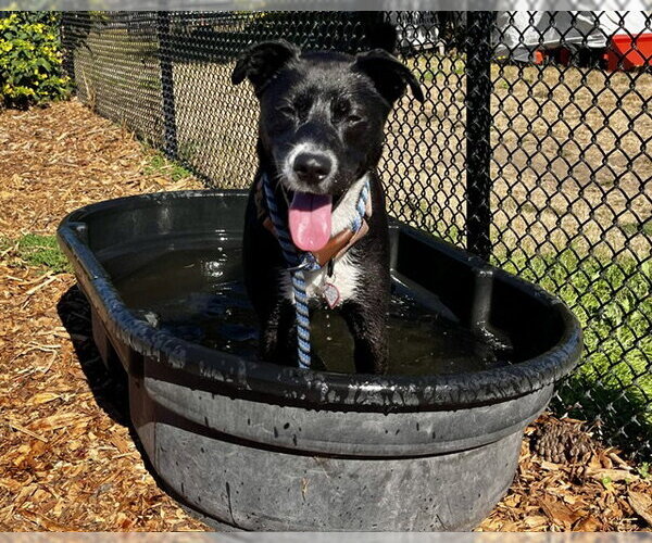 Medium Photo #3 Labrador Retriever-Unknown Mix Puppy For Sale in Santa Cruz, CA, USA