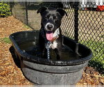Small Photo #3 Labrador Retriever-Unknown Mix Puppy For Sale in Santa Cruz, CA, USA