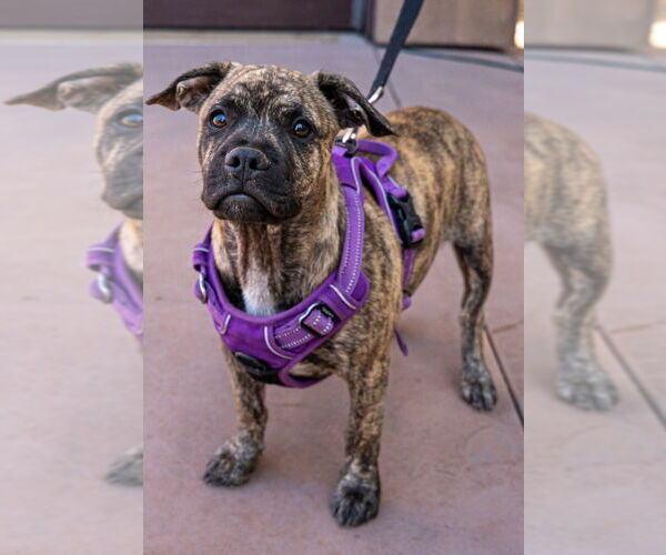 Medium Photo #2 French Bulldog-Unknown Mix Puppy For Sale in Lake Forest, CA, USA