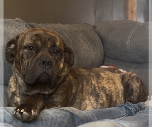 Mother of the Bullmastiff puppies born on 03/28/2026