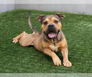 American Staffordshire Terrier-Unknown Mix Dogs for adoption in Pasadena, CA, USA