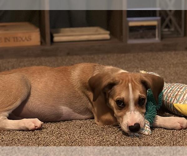 Medium Photo #2 Labrador Retriever-Unknown Mix Puppy For Sale in San Antonio, TX, USA