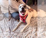 Small #8 Boxer Mix