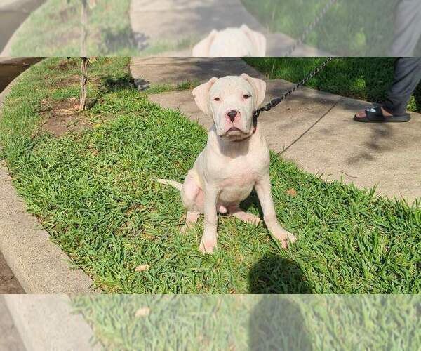 Medium Photo #2 Dogo Argentino Puppy For Sale in KATY, TX, USA