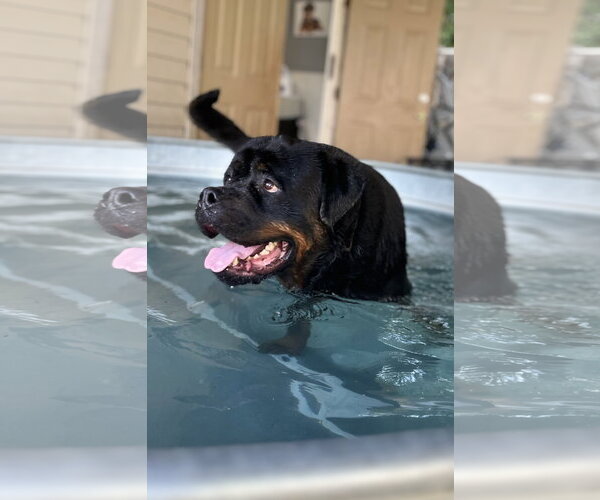 Medium Photo #3 Rottweiler Puppy For Sale in Mooresville, NC, USA