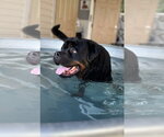 Small #2 Rottweiler