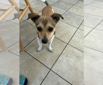 Small #1 Jack Russell Terrier Mix