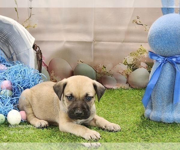 Medium Photo #24 Catahoula Leopard Dog Puppy For Sale in CUMBY, TX, USA