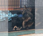 Small #3 German Shepherd Dog