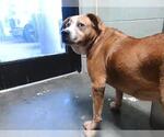 Small Labrador Retriever Mix