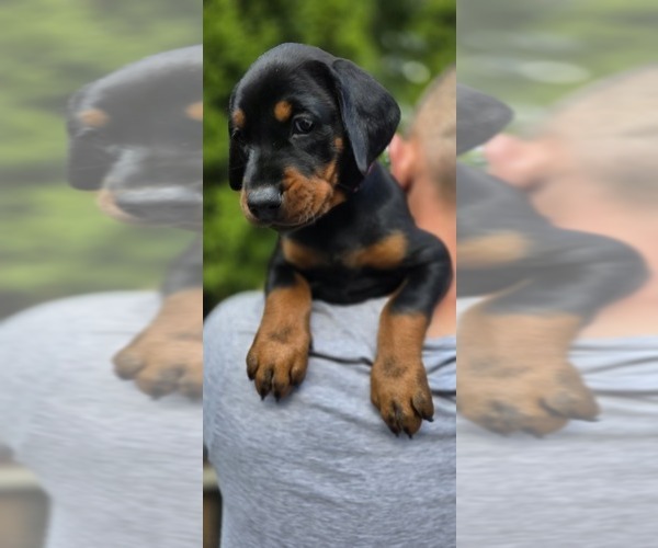 Medium Photo #18 Doberman Pinscher Puppy For Sale in WHEELING, IL, USA