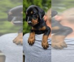 Small Photo #18 Doberman Pinscher Puppy For Sale in WHEELING, IL, USA