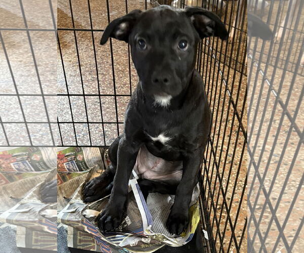 Medium Photo #1 Boston Huahua Puppy For Sale in Sanford, FL, USA