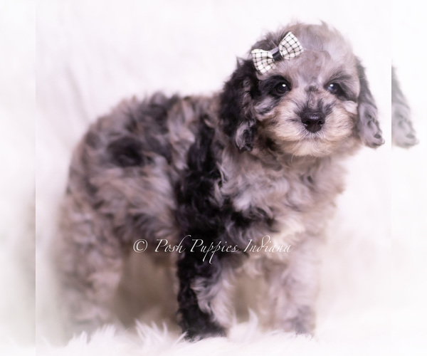 Medium Photo #50 Poodle (Miniature) Puppy For Sale in WARSAW, IN, USA
