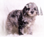 Puppy Romeo Poodle (Miniature)