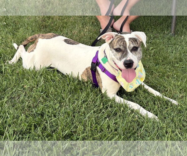 Medium Photo #8 American Pit Bull Terrier-Unknown Mix Puppy For Sale in Clarkston, MI, USA