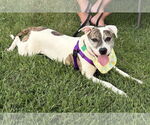 Small #7 American Pit Bull Terrier Mix