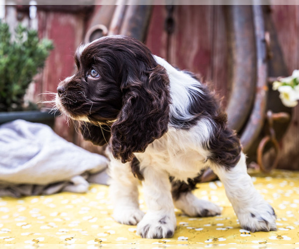 Medium Photo #6 Cocker Spaniel Puppy For Sale in WAKARUSA, IN, USA