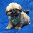 Small Photo #11 Lhasa Apso Puppy For Sale in BUFFALO, MO, USA