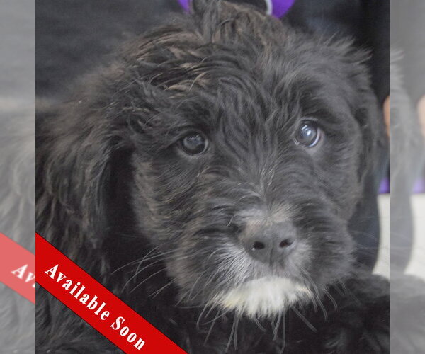 Medium Photo #1 Golden Retriever-Unknown Mix Puppy For Sale in Huntley, IL, USA