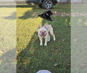 Father of the French Bulldog puppies born on 04/10/2026
