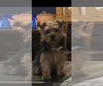 Small Photo #1 Yorkshire Terrier Puppy For Sale in NASHVILLE, IN, USA