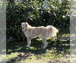 Small Photo #9 Golden Pyrenees Puppy For Sale in Valrico, FL, USA