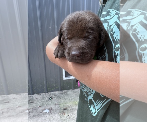 Medium Photo #3 Labrador Retriever Puppy For Sale in PIERSON, FL, USA