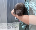 Small #2 Labrador Retriever