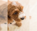 Small Photo #14 Cavapoo Puppy For Sale in BAY VIEW, WI, USA