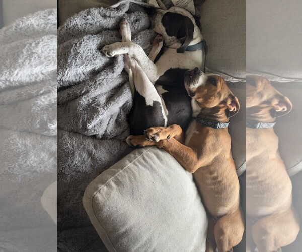 Medium Photo #22 American Bulldog-Unknown Mix Puppy For Sale in Germantown, OH, USA