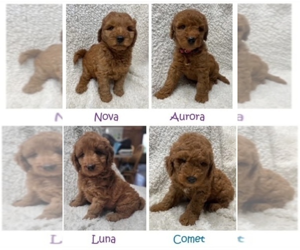 Medium Photo #1 Goldendoodle (Miniature) Puppy For Sale in HULL, IA, USA