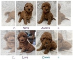 Small Goldendoodle (Miniature)