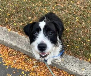 Basil - Male Mutt Dog for Adoption - Photo #2