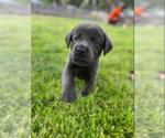 Small Photo #13 Labrador Retriever Puppy For Sale in MC COOK, NE, USA