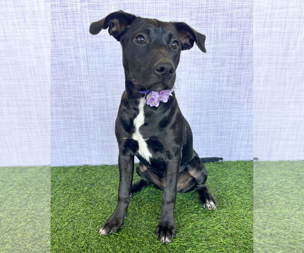 Medium Photo #2 American Pit Bull Terrier-Unknown Mix Puppy For Sale in Corona, CA, USA
