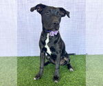 Small #1 American Pit Bull Terrier Mix