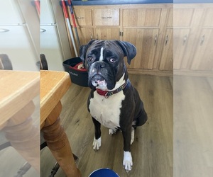 Father of the Boxer puppies born on 03/18/2025