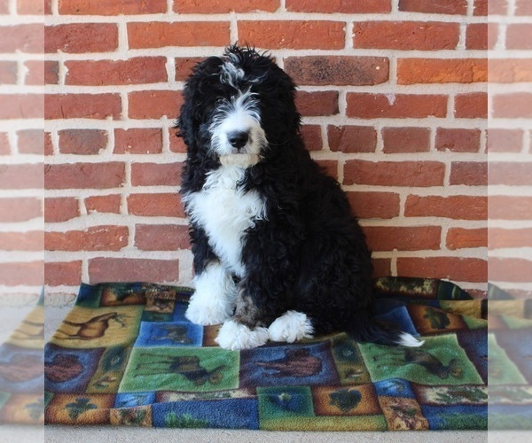 Medium Photo #1 Bernedoodle Puppy For Sale in PEACH BOTTOM, PA, USA