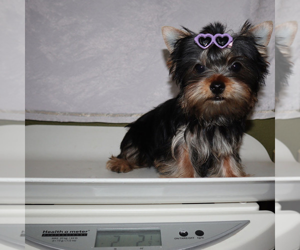 Medium Photo #5 Yorkshire Terrier Puppy For Sale in LOS ANGELES, CA, USA