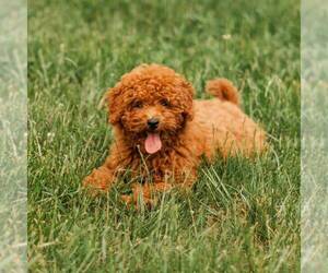 Father of the Cavapoo puppies born on 08/09/2022