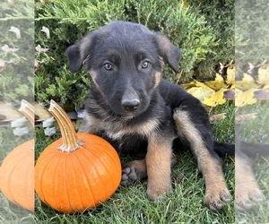German Shepherd Dog Puppy for sale in MIDDLEBURY, IN, USA