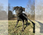 Small #3 Huskies -Labrador Retriever Mix