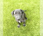 Small #3 Labrador Retriever Mix